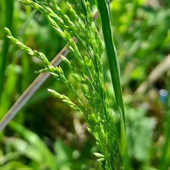 Poa trivialis Fruit