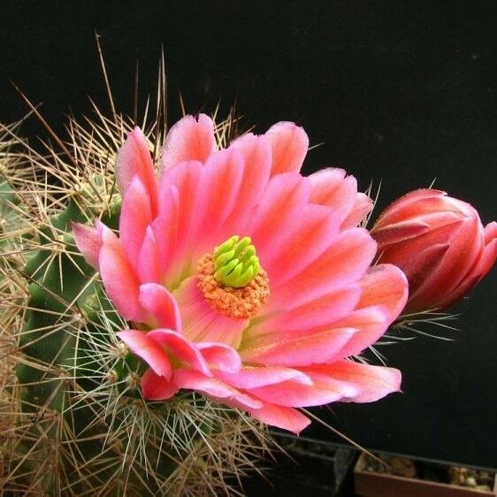 Echinocereus coccineus Blomst