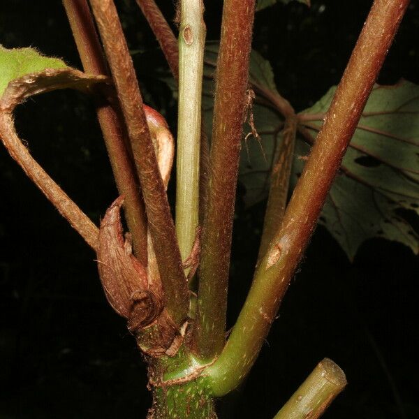 Begonia sericoneura Kôra