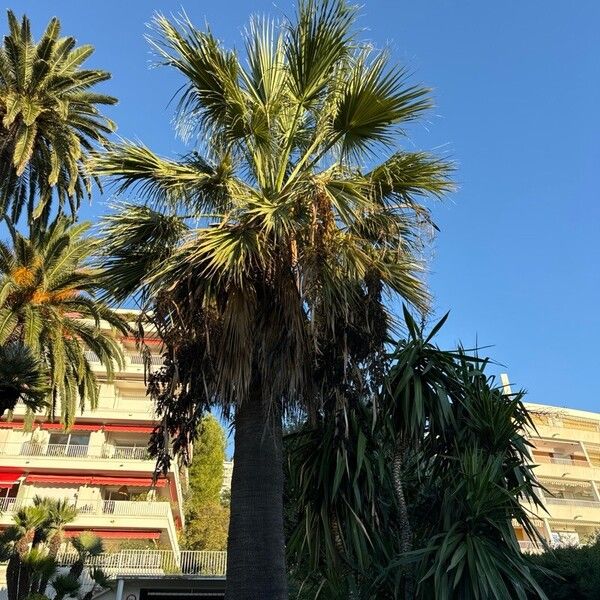 Washingtonia filifera Lapas