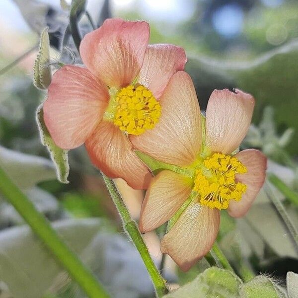 Abutilon mollissimum Цветок