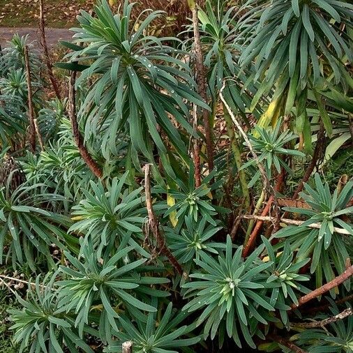 Euphorbia characias Natur