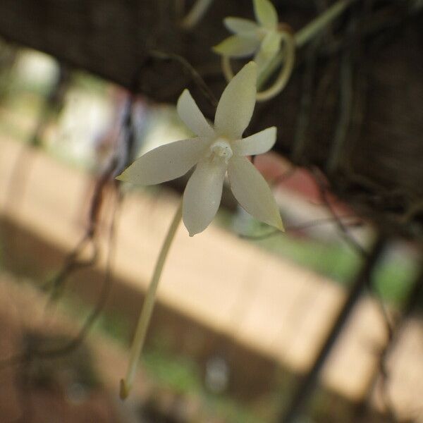 Aerangis calantha Flor