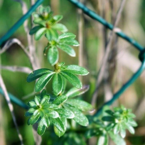 Galium album Folha