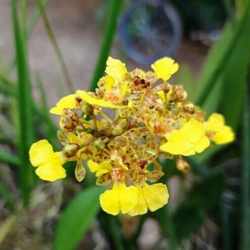 Trichocentrum cebolleta Flower