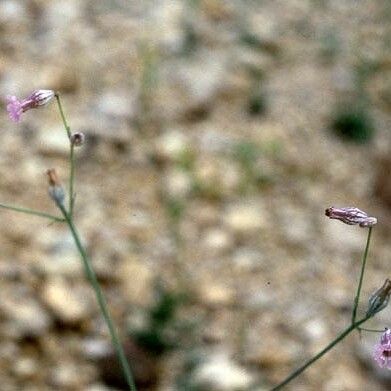 Silene behen Hàbitat