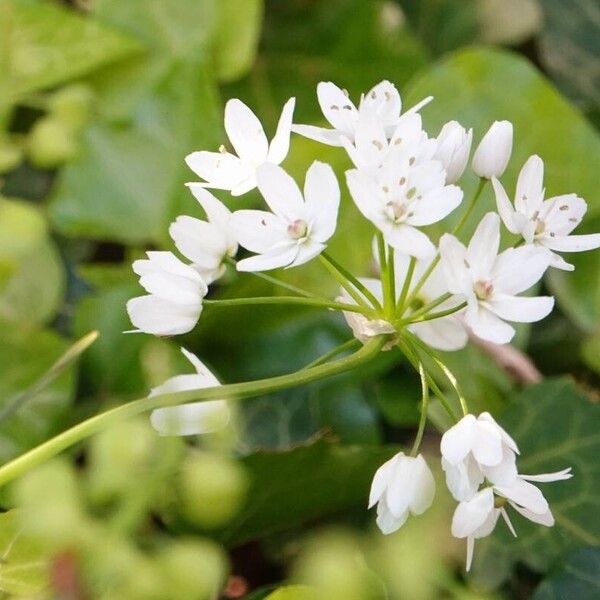 Allium neapolitanum 形态