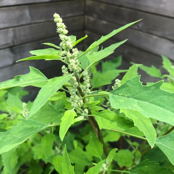 Chenopodium ficifolium Flower