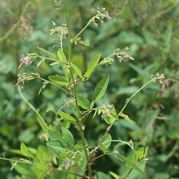 Desmodium tortuosum Habitus