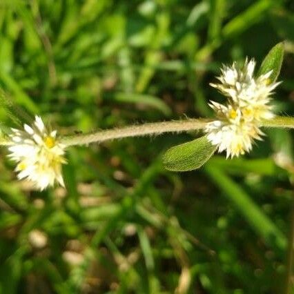 Alternanthera sessilis Flower