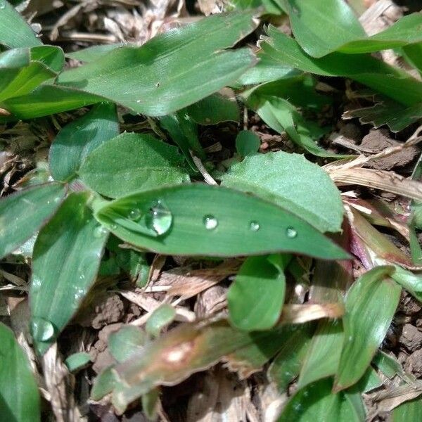 Commelina diffusa Fulla