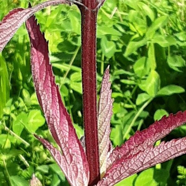 Verbena hastata Φλοιός