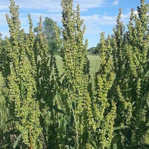 Rumex aquaticus Hoja