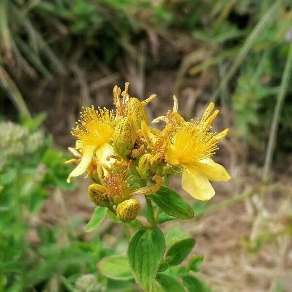 Hypericum maculatum 花