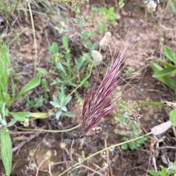 Bromus rubens Ffrwyth