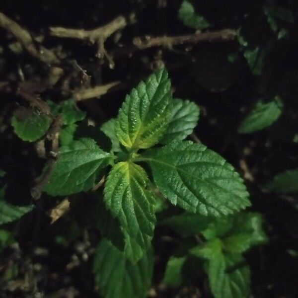 Lantana viburnoides Листок