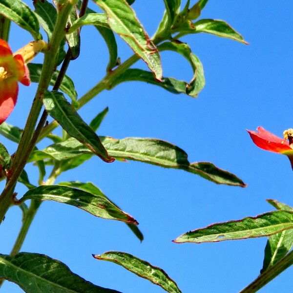 Ludwigia octovalvis Blad