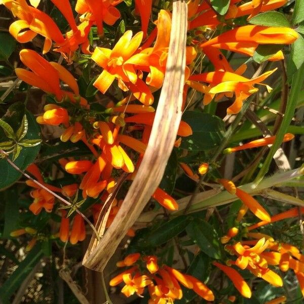 Pyrostegia venusta Flower