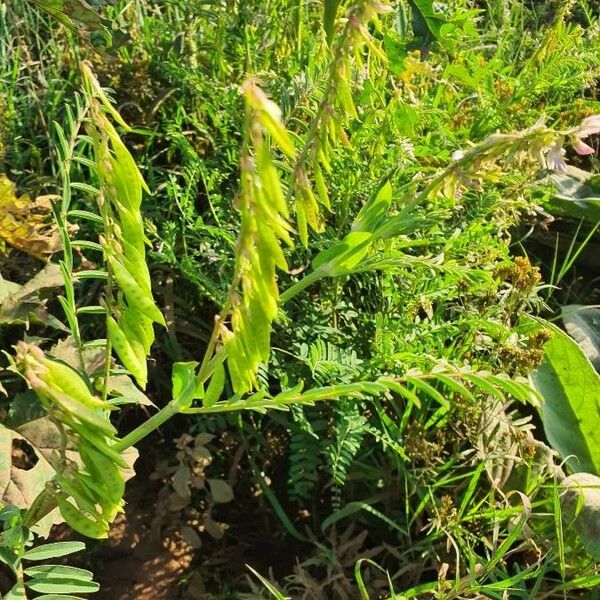 Astragalus atropilosulus Levél