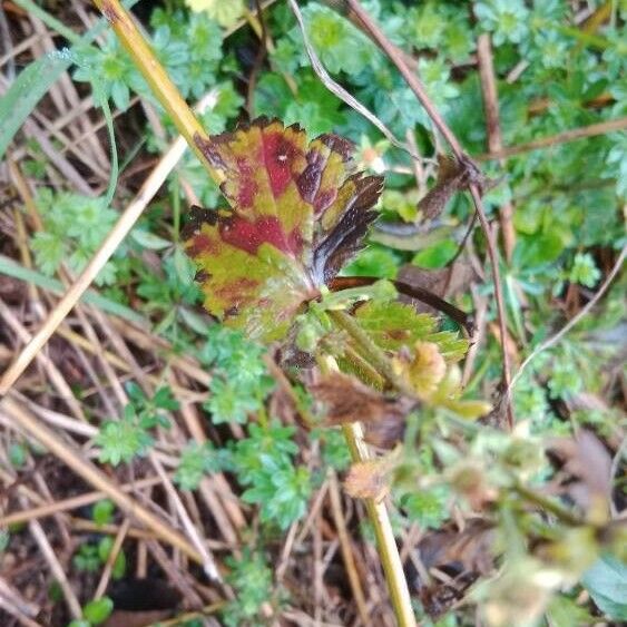 Geum macrophyllum Листок