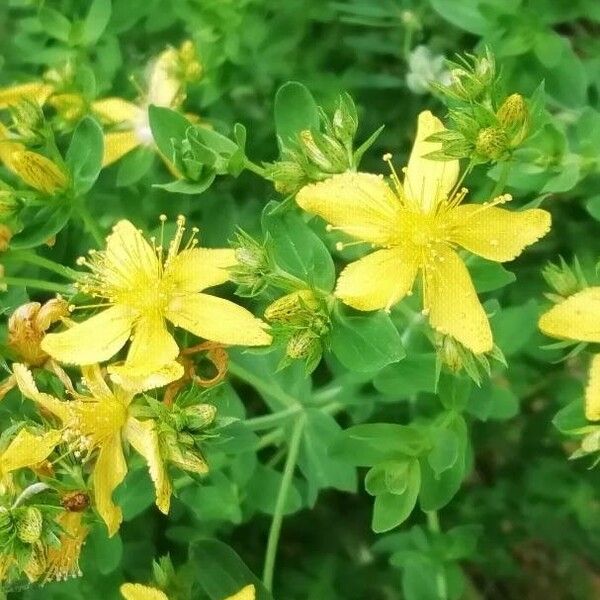 Hypericum perforatum ফুল