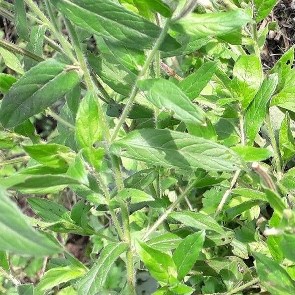 Epilobium hirsutum Leaf