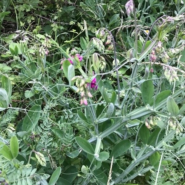 Lathyrus odoratus Blatt