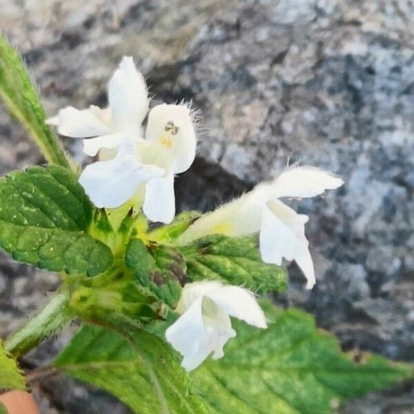 Galeopsis segetum Flower