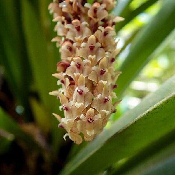 Aeridostachya robusta Flower