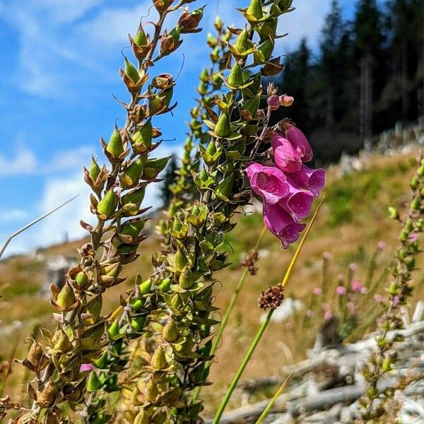 Digitalis purpurea Habit