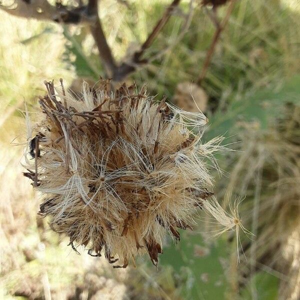 Carlina vulgaris Plod