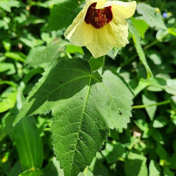 Hibiscus vitifolius 花