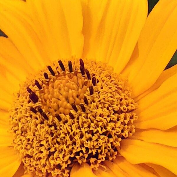 Heliopsis helianthoides Blüte