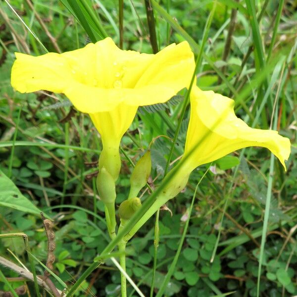 Camonea umbellata Blomst