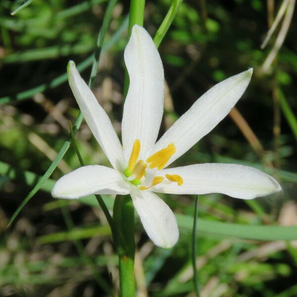 Anthericum liliago Květ