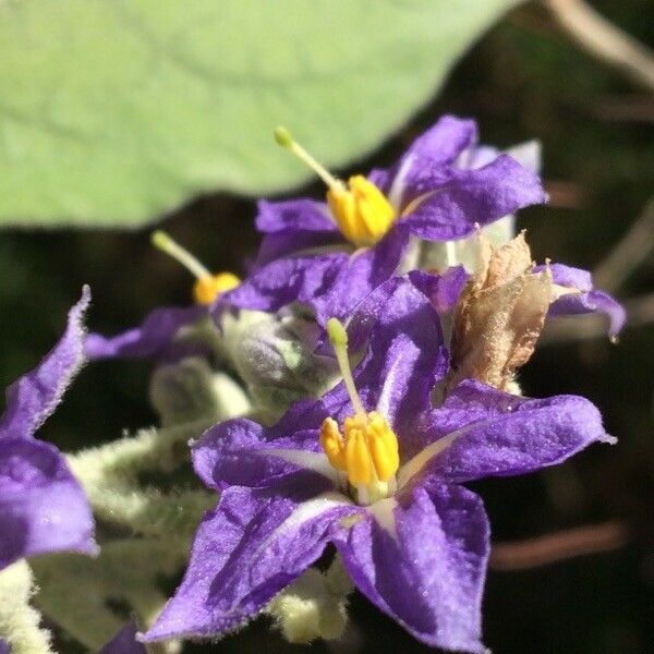 Solanum mauritianum Flor