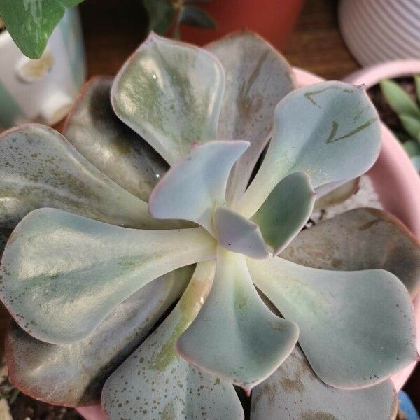 Echeveria gibbiflora Φύλλο