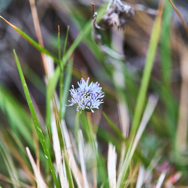 Jasione montana Habit