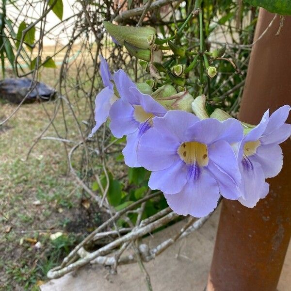 Thunbergia laurifolia Flower