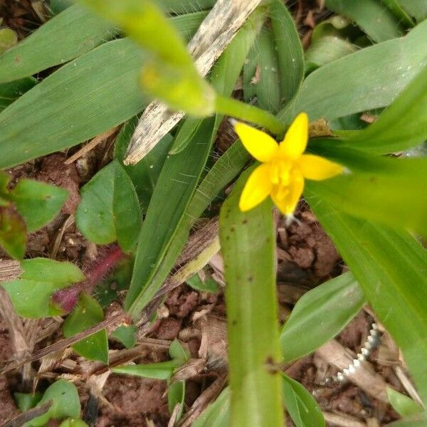 Hypoxis decumbens Leaf