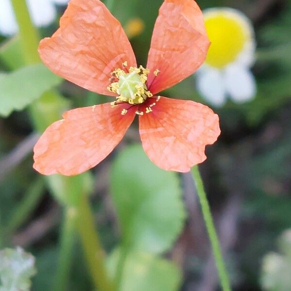 Papaver pinnatifidum Kukka