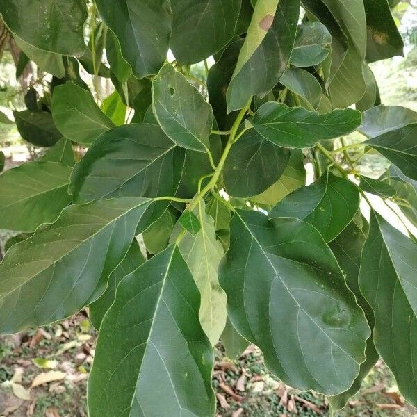 Alnus japonica Hoja