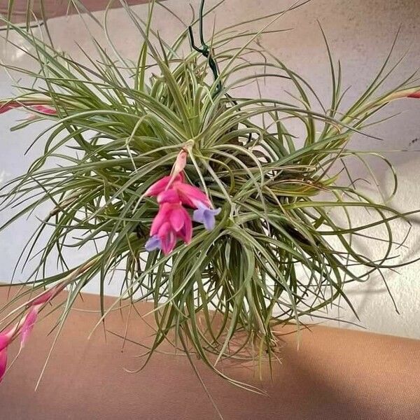 Tillandsia stricta Květ