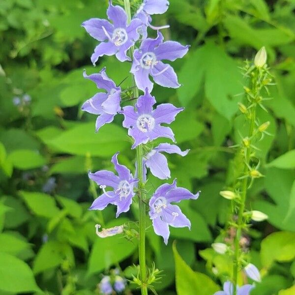 Campanulastrum americanum Fleur