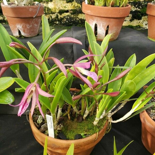 Brassavola nodosa Habit