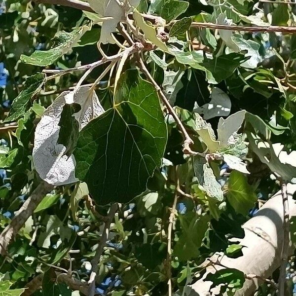 Populus alba List