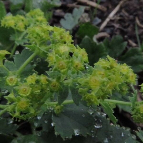 Alchemilla xanthochlora പുഷ്പം