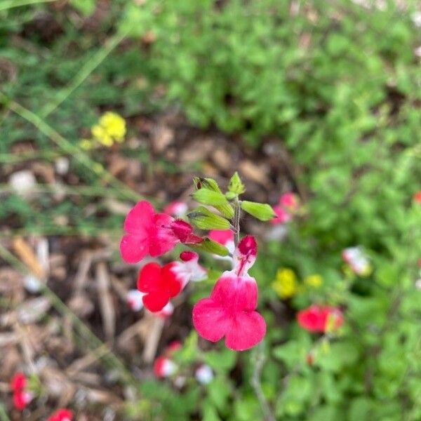 Salvia microphylla Blüte