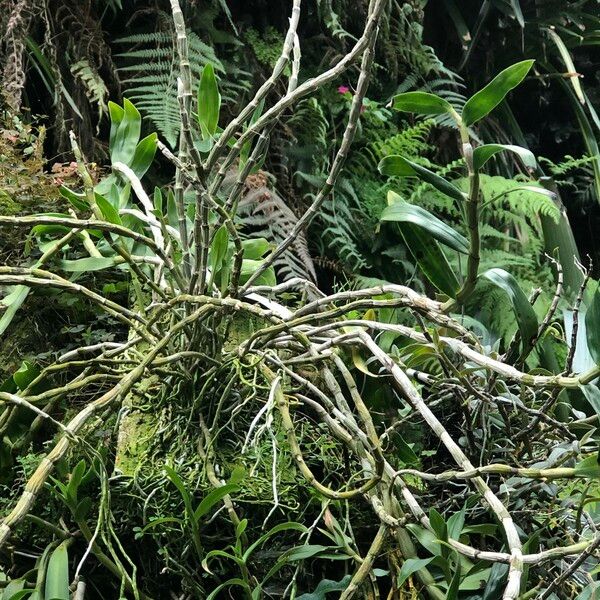 Dendrobium victoriae-reginae Hábito