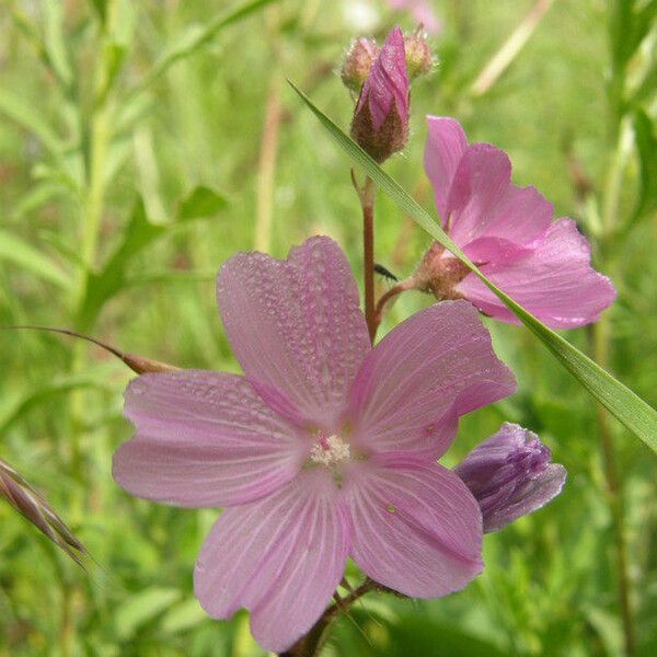 Sidalcea neomexicana Цвят